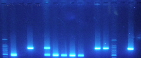 pcr